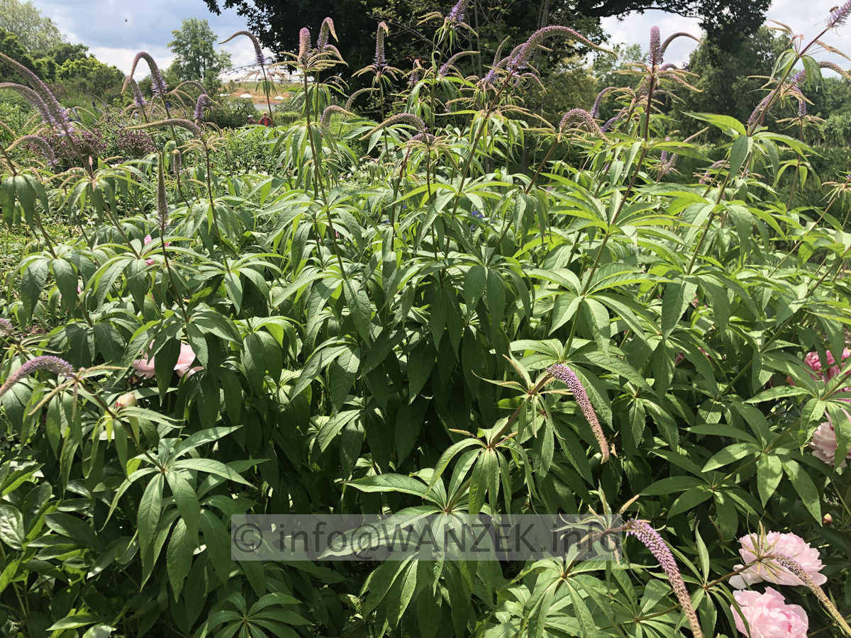 Veronicastrum virginicum Fascination 02.JPG